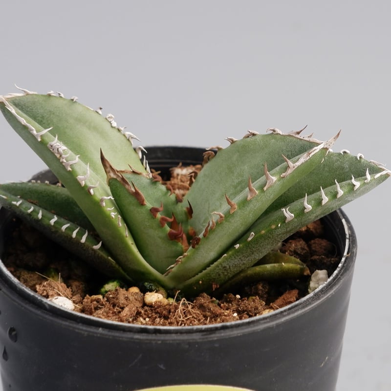 110 アガベ オテロイ 実生 美株 特選 選抜 ボール 良株 110 アガベ