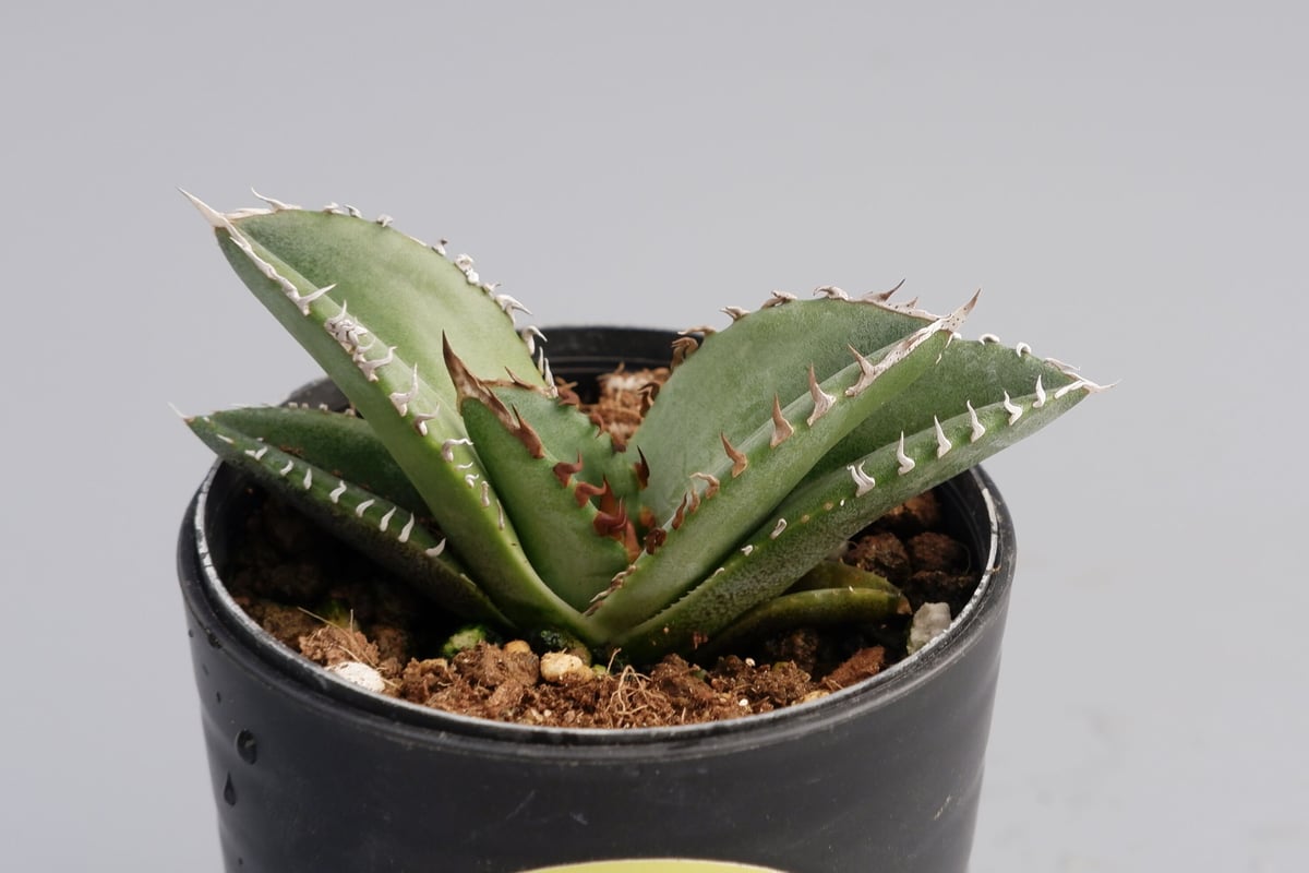アガベ オテロイ 実生株 Agave oteroi seeding 048 | Sunny