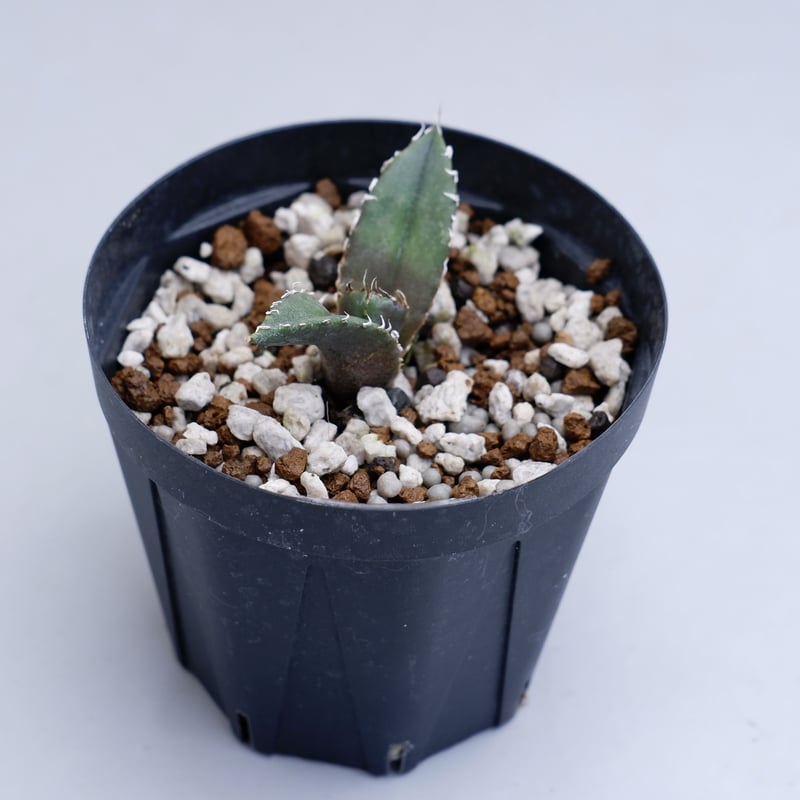 アガベ チタノタ 白鯨 030 Agave titanota white whale | Su