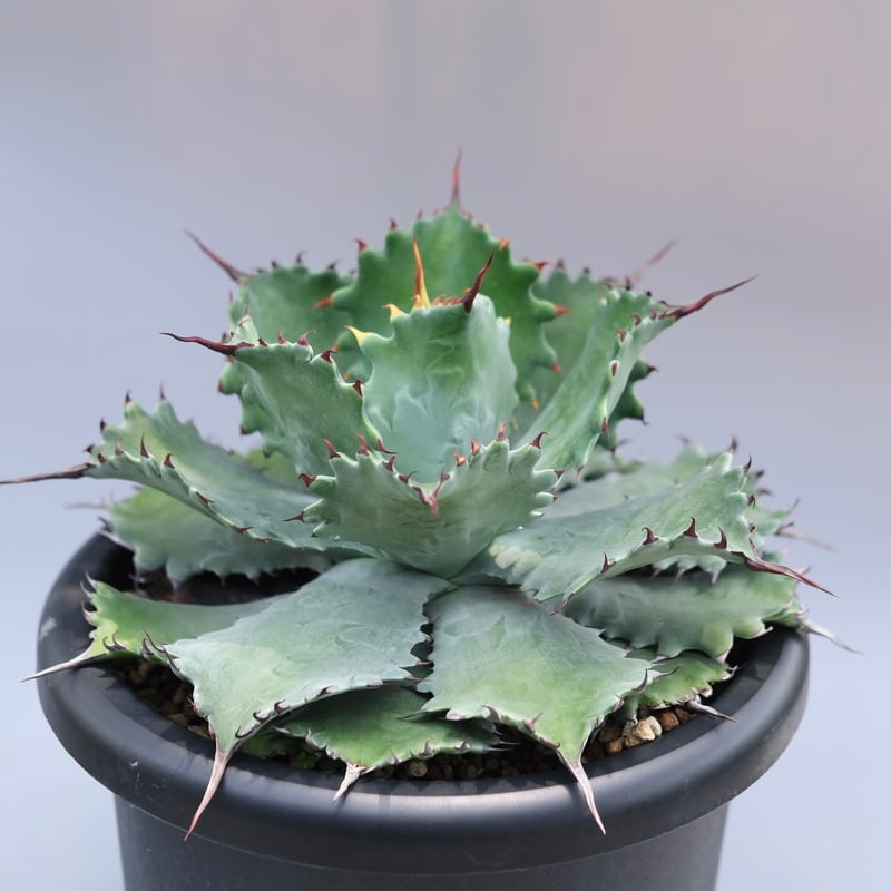 アガベ ポタトラム スポーン006 Agave Potatorum 'SPAWN' | Sun