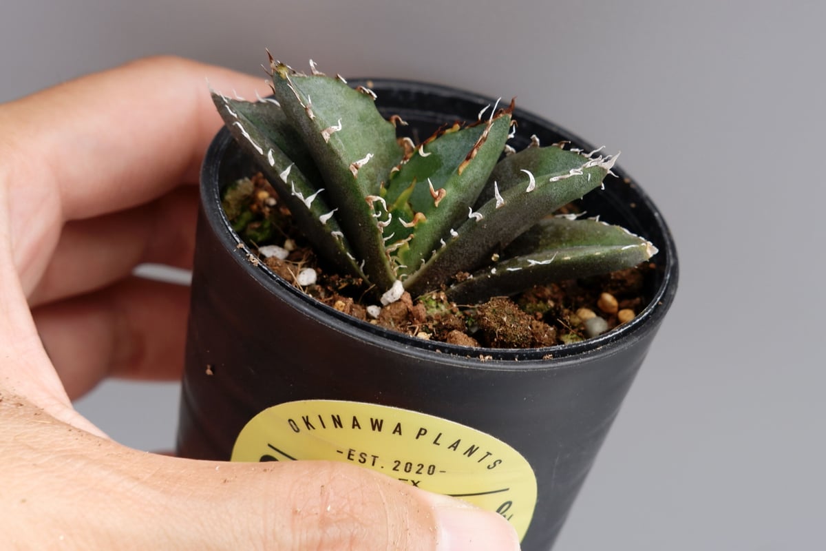 アガベ チタノタ 白鯨 アガベ・チタノタ ”白鯨” 3.5号鉢