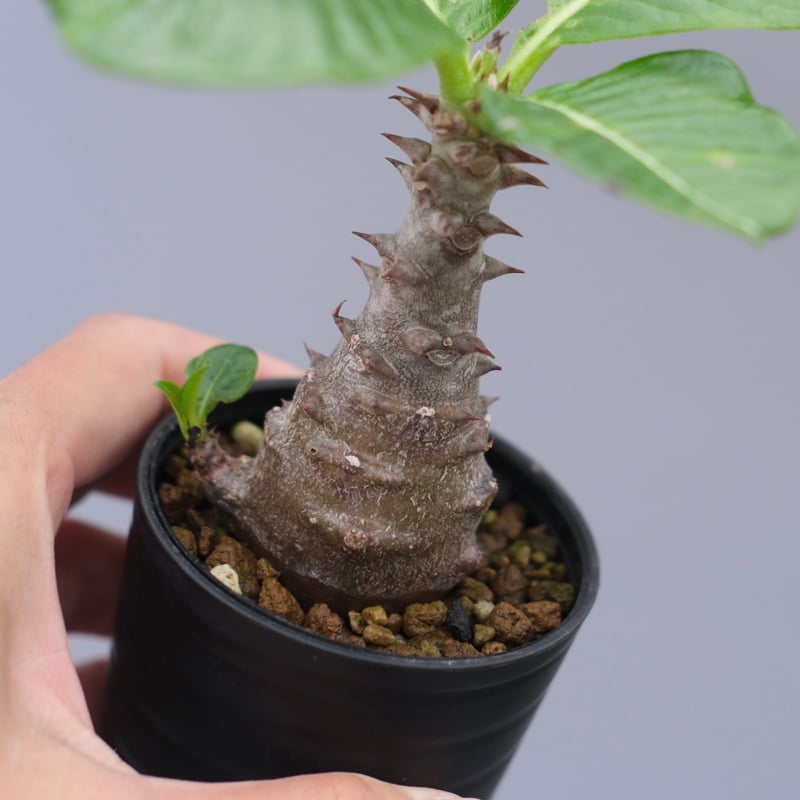 パキポディウム ウィンゾリー 実生株 030 Pachypodium windsorii |