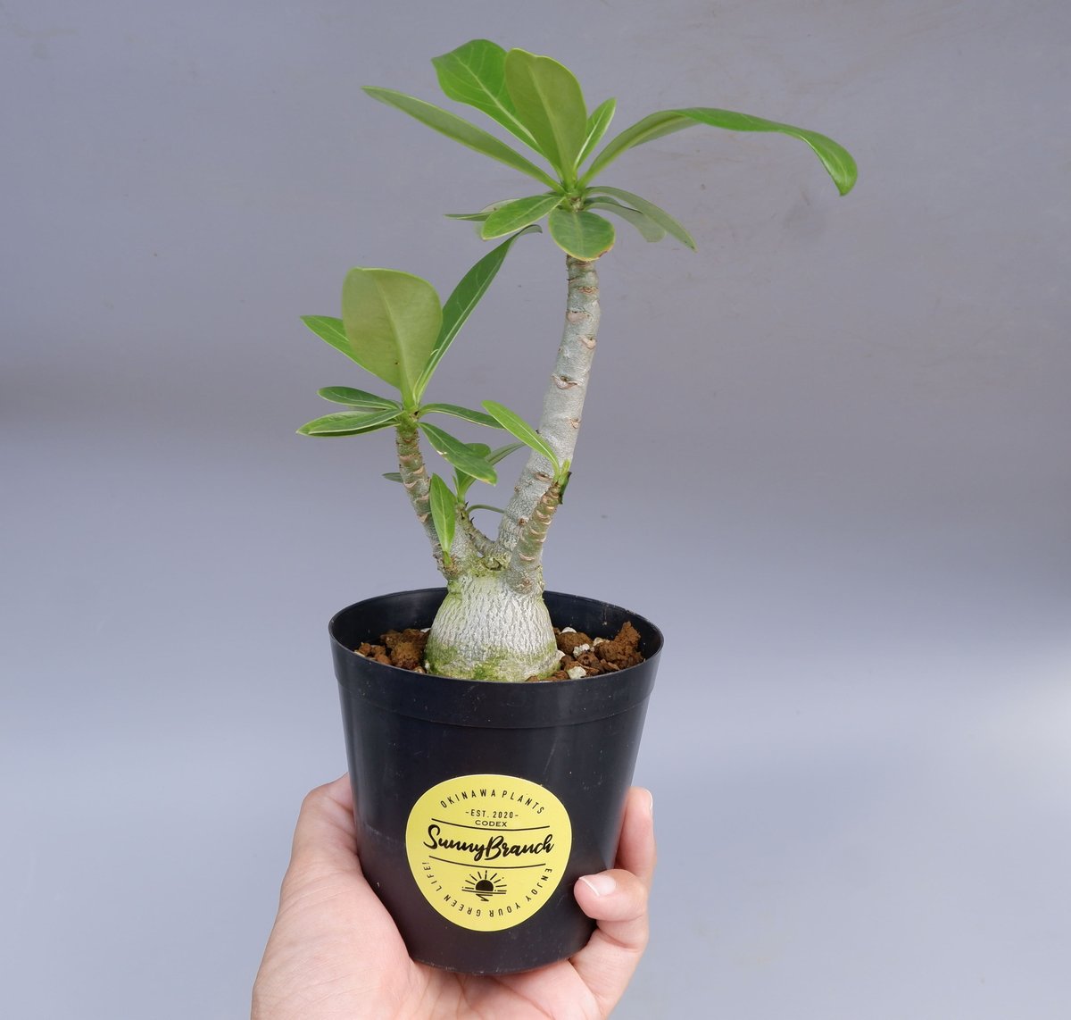 アデニウム アラビカム PNW 実生株 Adenium arabicum Phet na wa