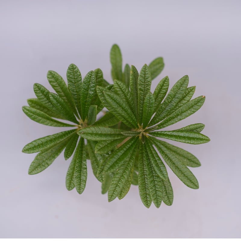 ドリステニア　ギガス ドルステニア ギガス052 Dorstenia gigas | Sunny Branch