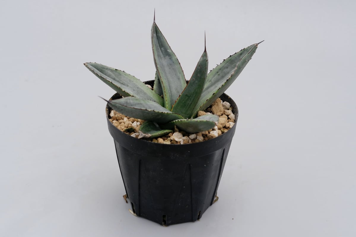 アガベ シャークバイト003 Agave Sharkbite | Sunny Branch アガベ シャークバイト003 Agave Sharkbite | Sunny Branch