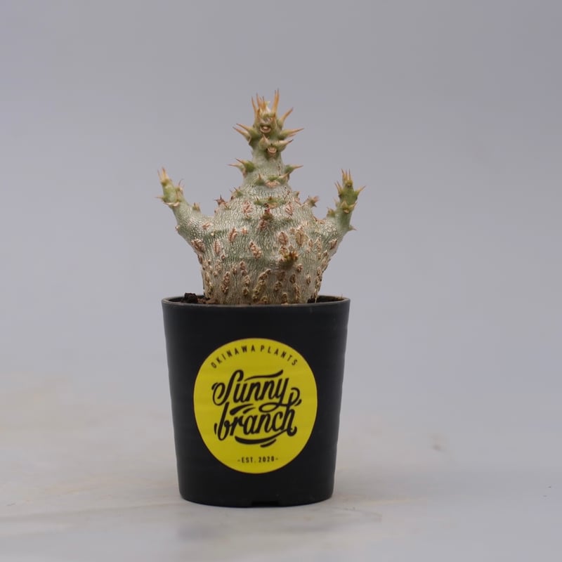 パキポディウム ウィンゾリー 実生株 129 Pachypodium windsorii |
