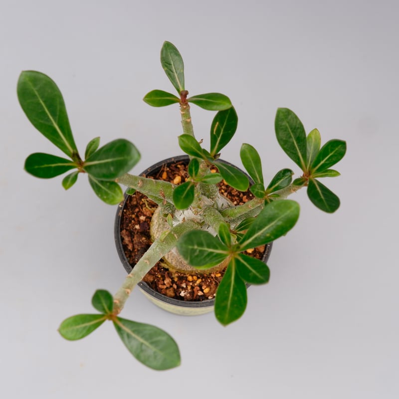 アデニウム　ソマレンセ　超大株 Adenium Somalense アデニウム ソマレンセ 発根済現地株 #5 | BONDEX