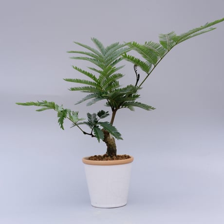 CATEGORY エバーフレッシュ | Sunny Branch