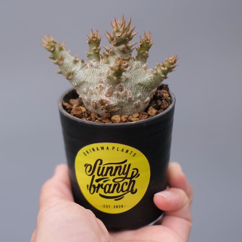 パキポディウム ウィンゾリー 実生株 128 Pachypodium windsorii |