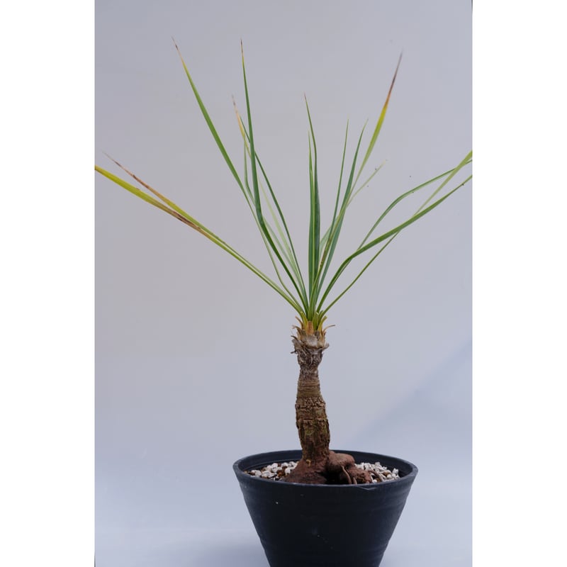 ユッカ ロストラータ 004【幹立ち】 Yucca Rostrata | Sunny Branch ユッカ ロストラータ 004【幹立ち】 Yucca Rostrata | Sunny Branch