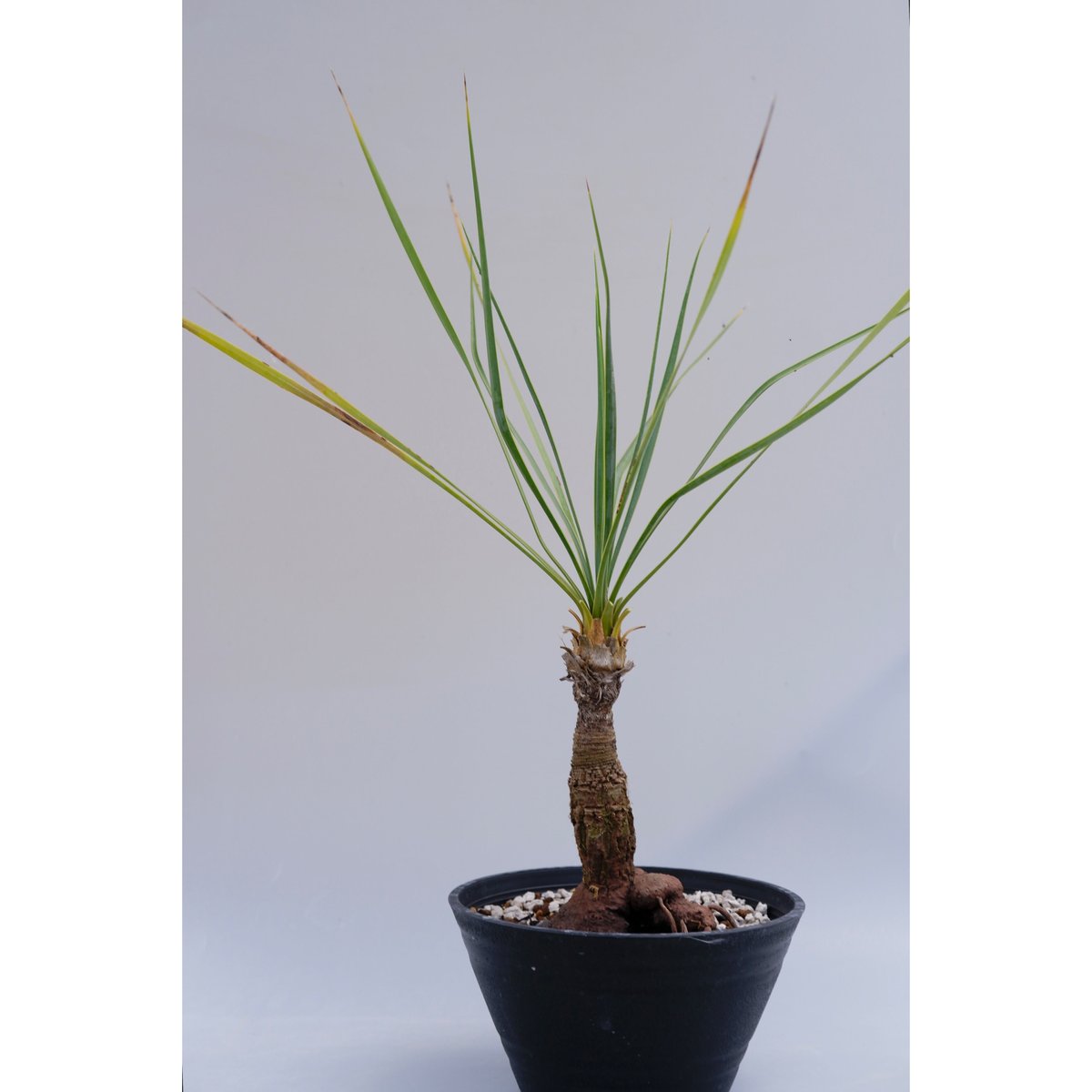 #50  ユッカ ロストラータ 発根済  yucca rostrata