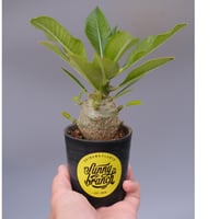 パキポディウム カクチペス 実生株 019 Pachypodium cactipes | Su