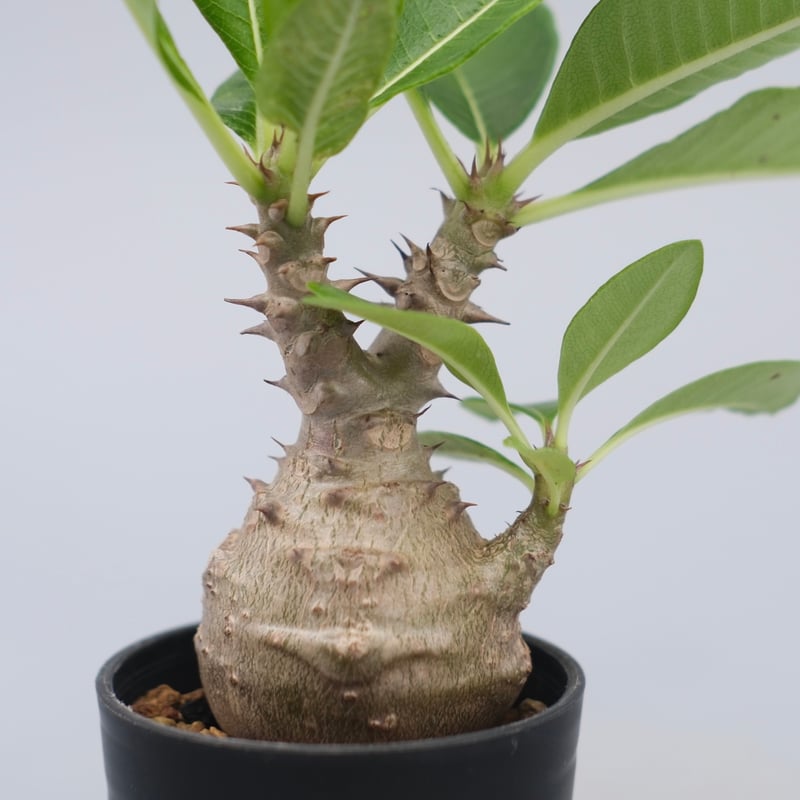 パキポディウム ウィンゾリー 実生株 072 Pachypodium windsorii |