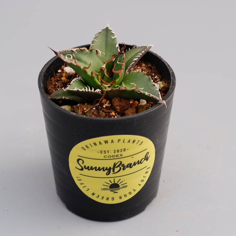 アガベチタノタシーザー アガベ チタノタ シーザー | GREEN LUCK