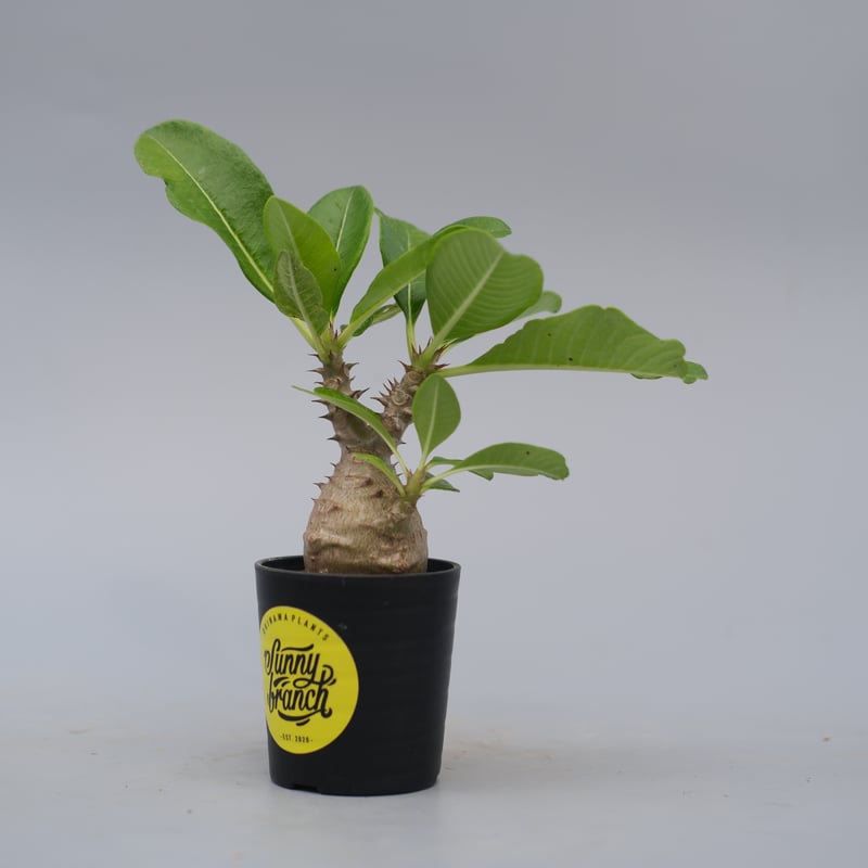 実生株　パキポディウム ウィンゾリー　① パキポディウム ウィンゾリー 実生株 066 Pachypodium windsorii