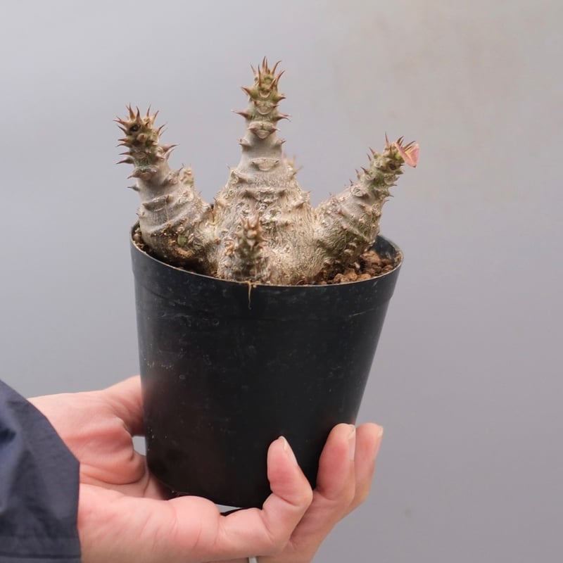 パキポディウム ウィンゾリー 実生株 127 Pachypodium windsorii |