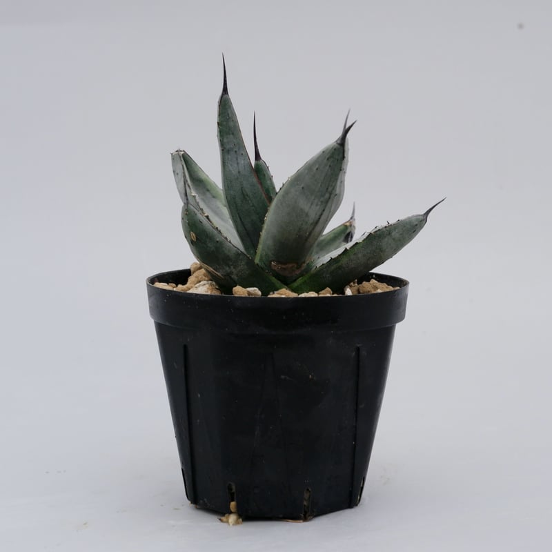 アガベ シャークバイト001 Agave Sharkbite | Sunny Branch