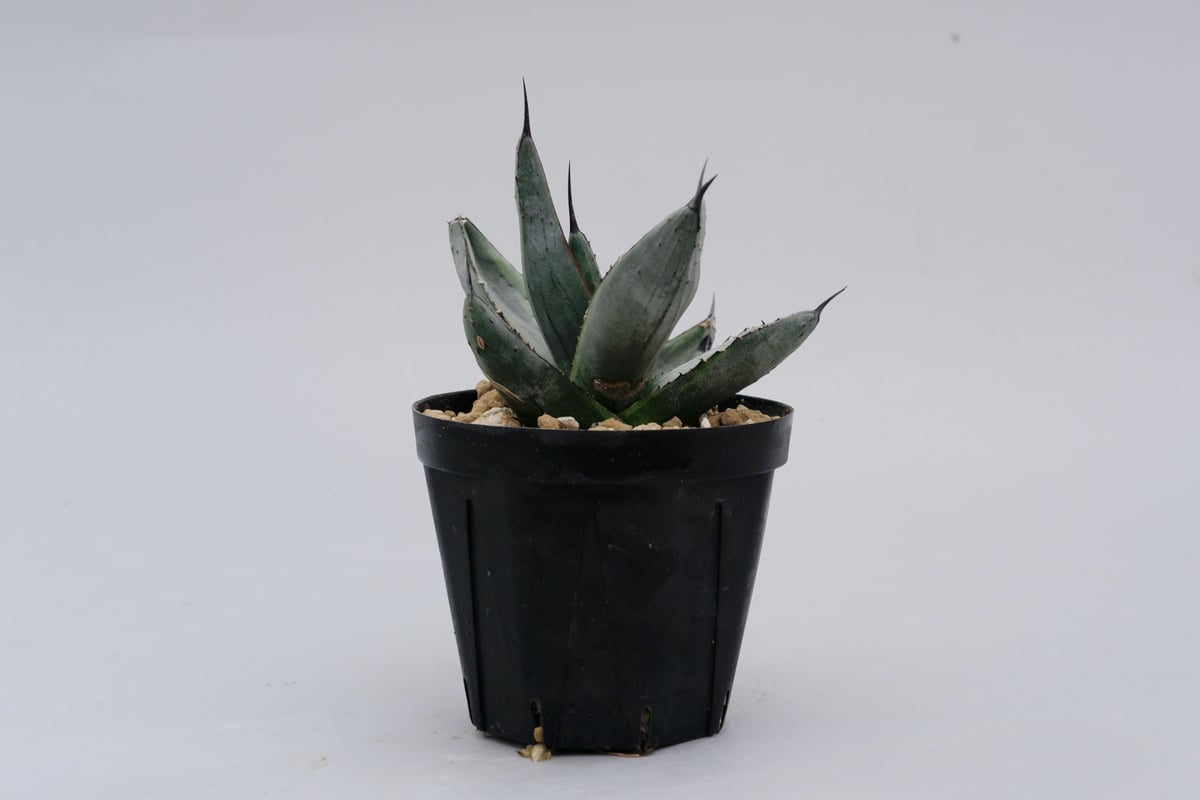 アガベ シャークバイト 親株 ◇ 写真現品 シャークスキン アガベ