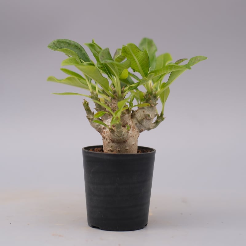 パキポディウム ウィンゾリー 実生株 099 Pachypodium windsorii |