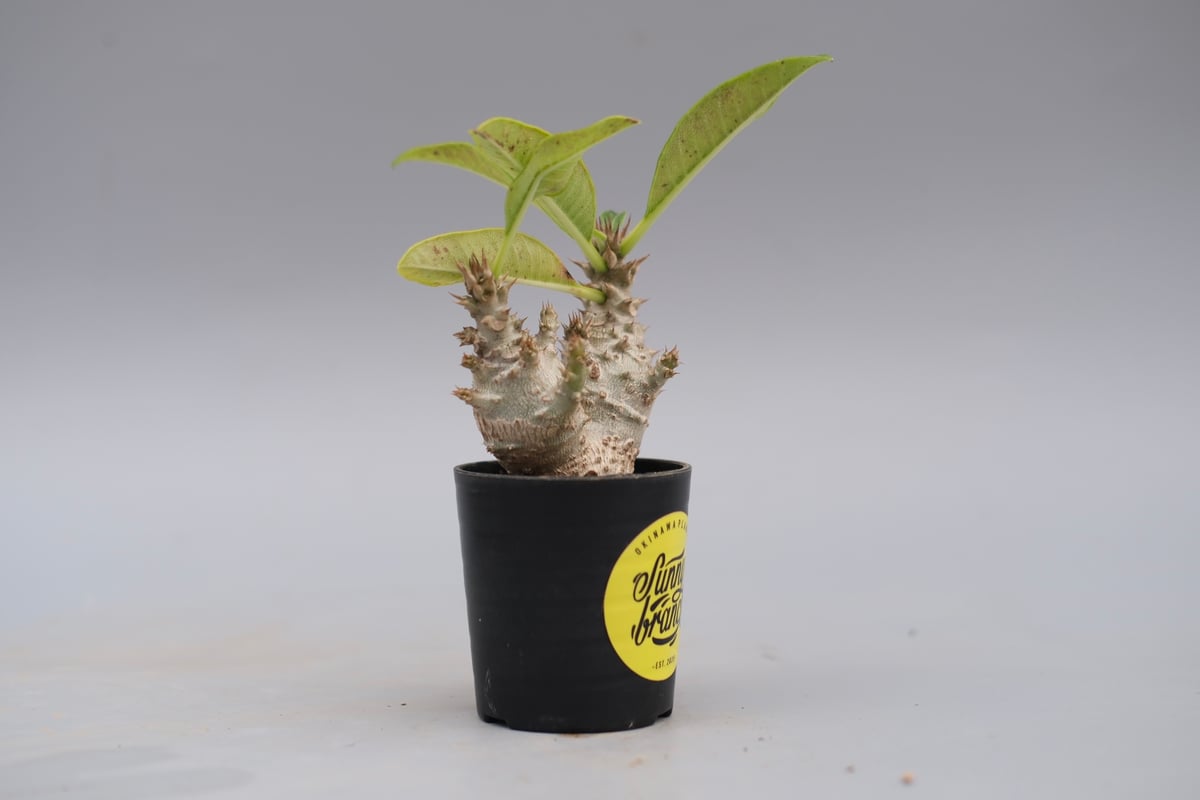 パキポディウム ウィンゾリー 実生株 117 Pachypodium windsorii |