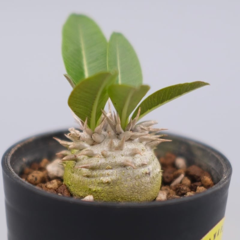 パキポディウム エニグマチカム 実生株 Pachypodium enigmaticum 008