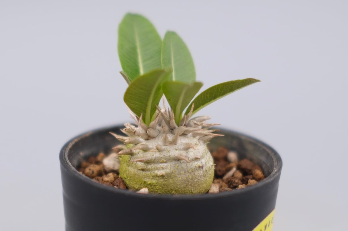 パキポディウム エニグマチカム 実生株 Pachypodium enigmaticum 008