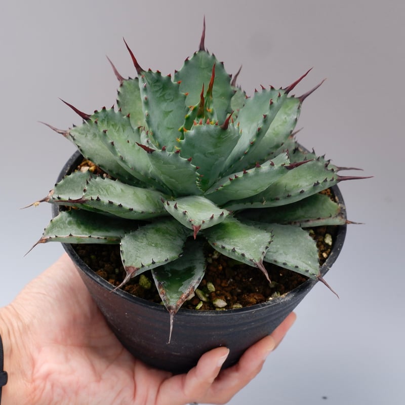 曲刺八雷(八荒殿×雷神 Agave macroacantha × potatorum)八荒 曲刺八雷(八荒殿×雷神 Agave macroacantha × potatorum)八荒