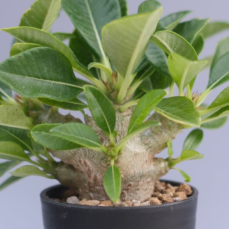 パキポディウム ウィンゾリー 実生株 096 Pachypodium windsorii |