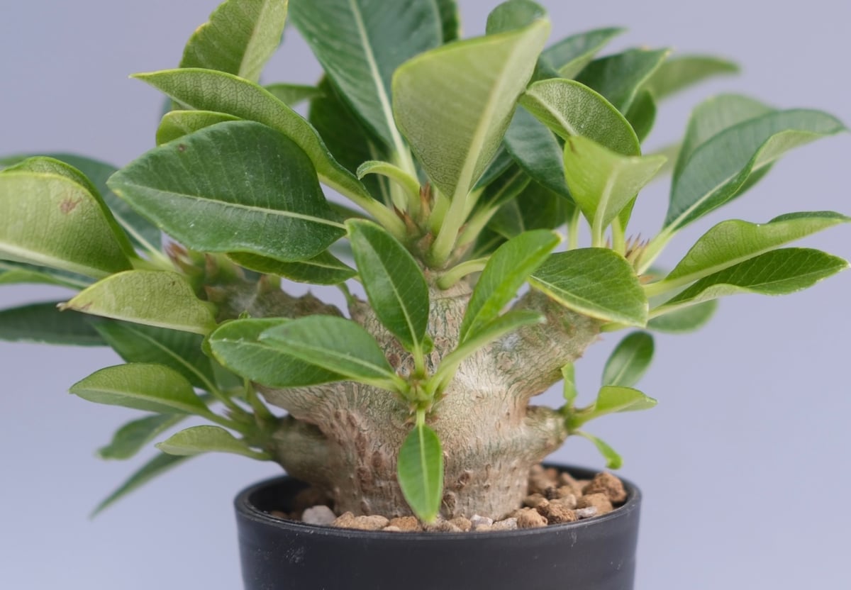 パキポディウム ウィンゾリー 実生株 096 Pachypodium windsorii |