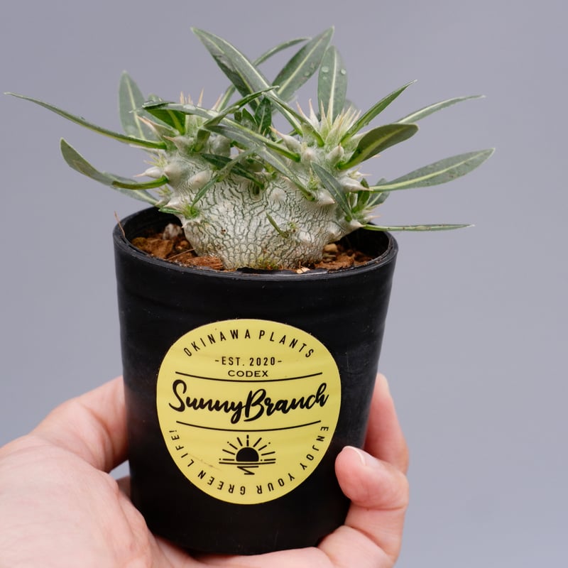 パキポディウム ロスラーツム 双頭 実生株 001 Pachypodium rosulatum