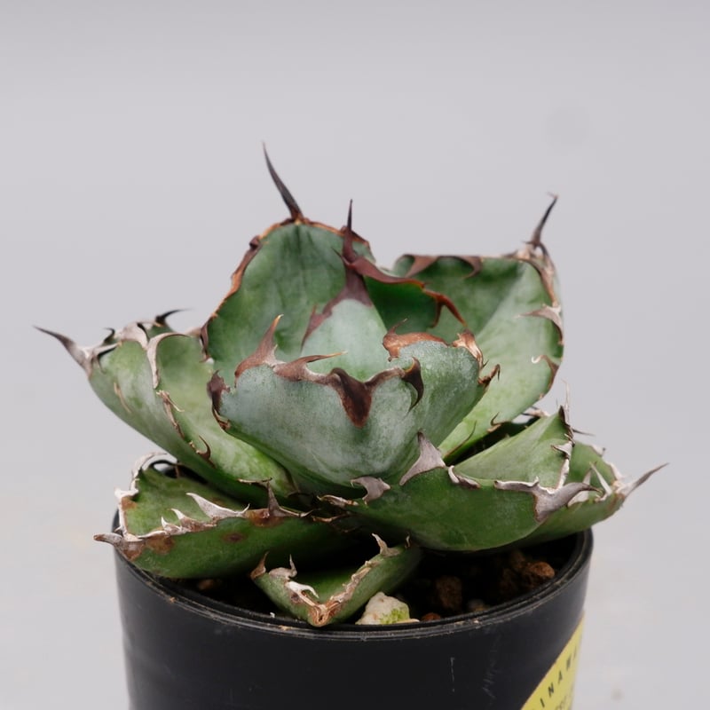 アガベ チタノタ ブラックアンドブルー Agave titanota BB 094 | Sun