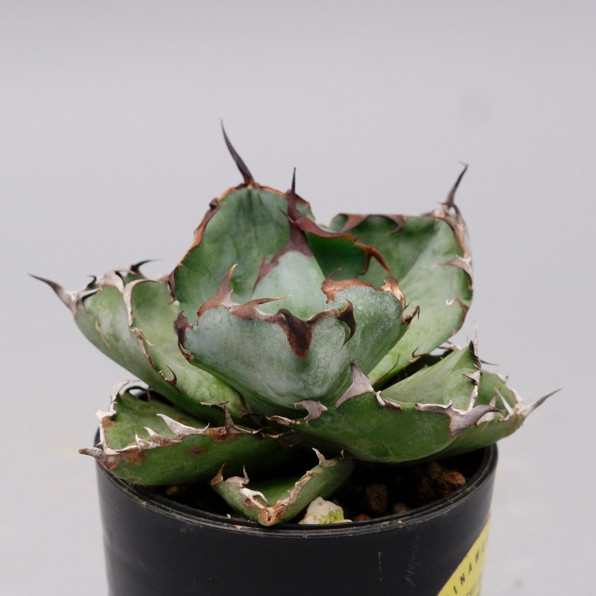 アガベ チタノタ ブラックアンドブルー Agave titanota BB 094 | Sun