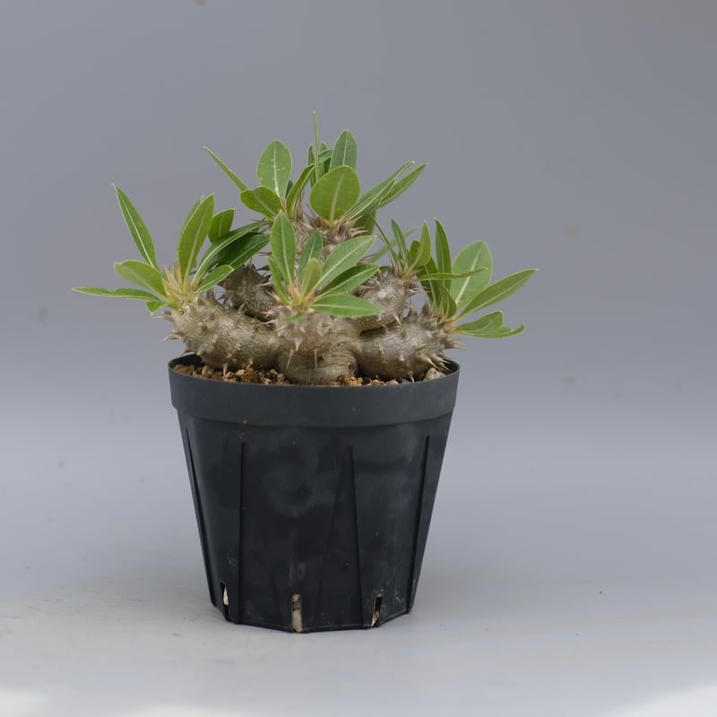 ★*★様 パキポディウム ロスラーツム 実生8年目株 パキポディウム：ロスラーツム （実生株） 4号鉢植え の通販