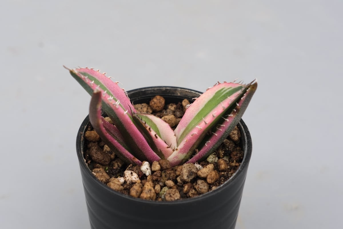 アガベ チタノタ スナグルトゥース Agave titanota Snaggle Tooth