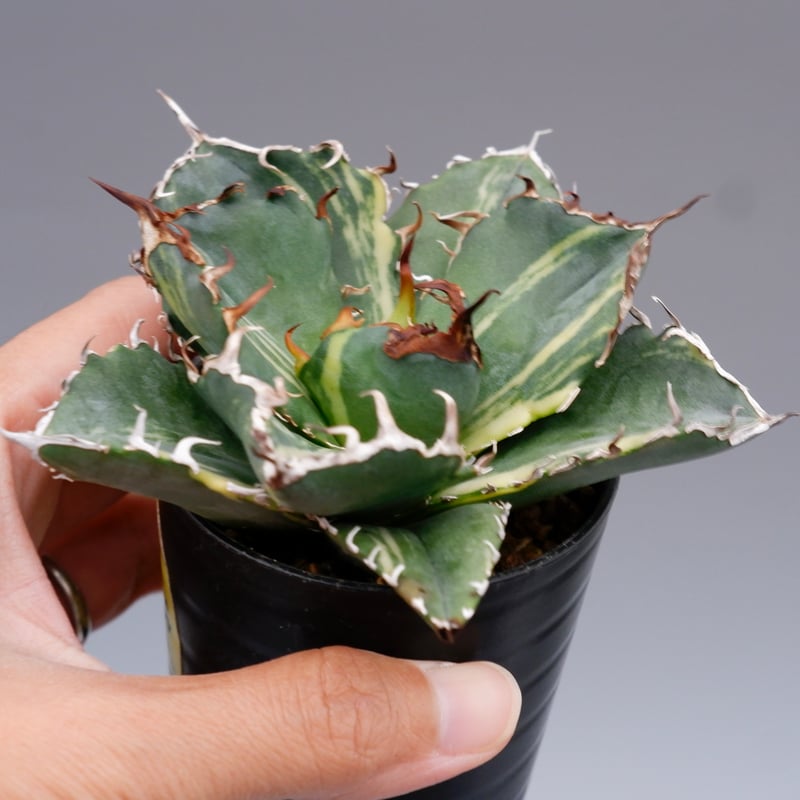 斑入り】アガベ チタノタ 白鯨 Agave titanota white whale 204