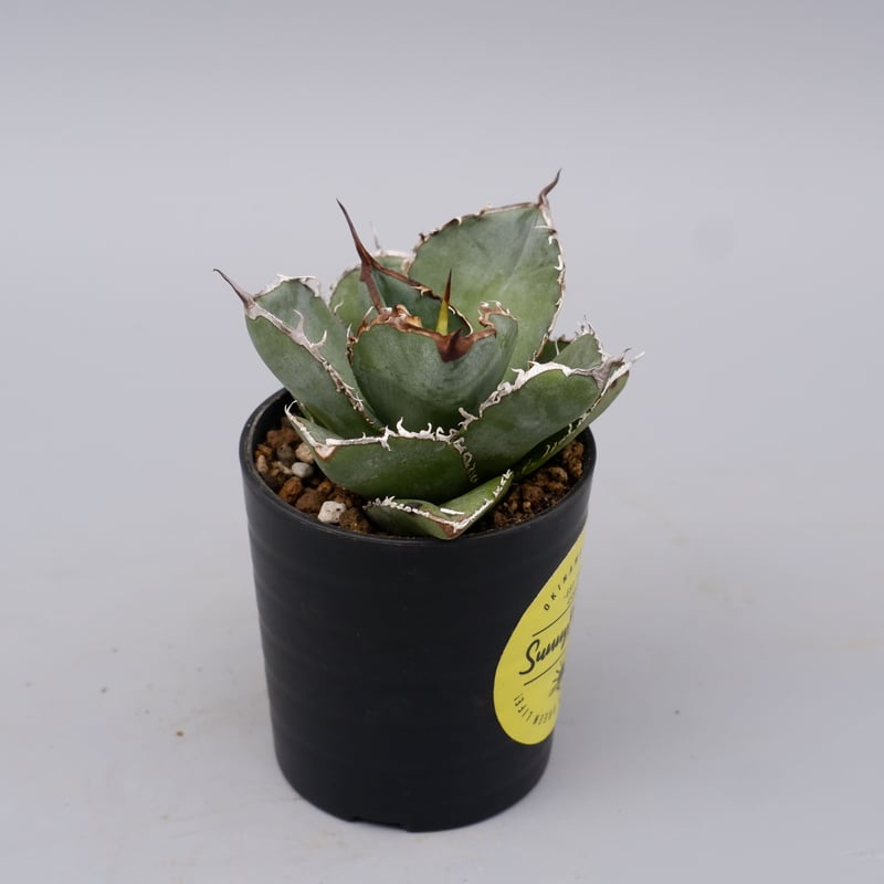 アガベ チタノタ 白鯨 Agave titanota white whale 183 | Su