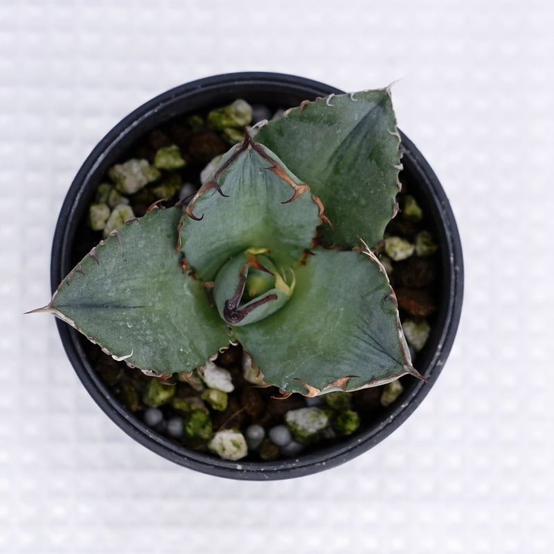 アガベ オテロイ 実生株 Agave oteroi seeding 009 | Sunny
