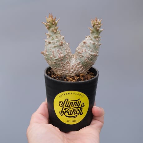 パキポディウムウィンゾリー | STORES