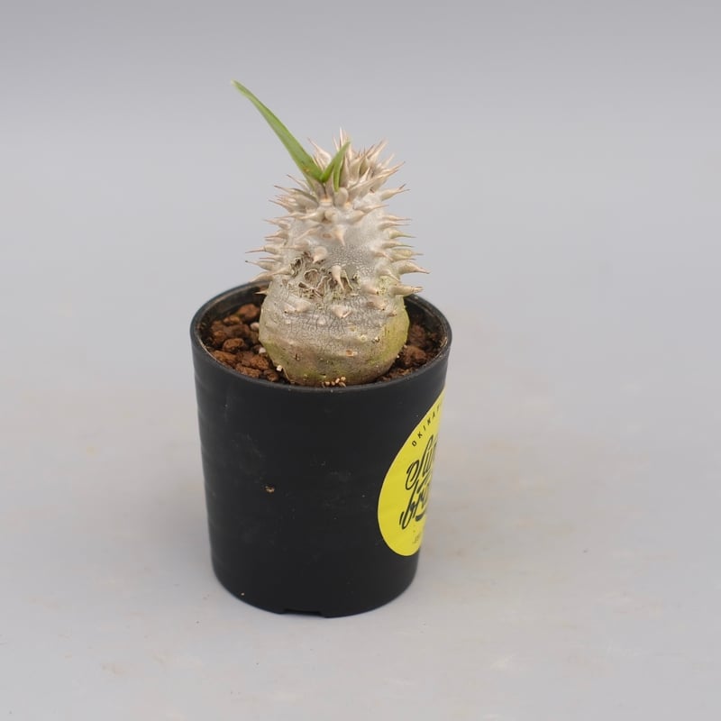 パキポディウムSP 実生12株セット パキポディウムSP 実生12株セット