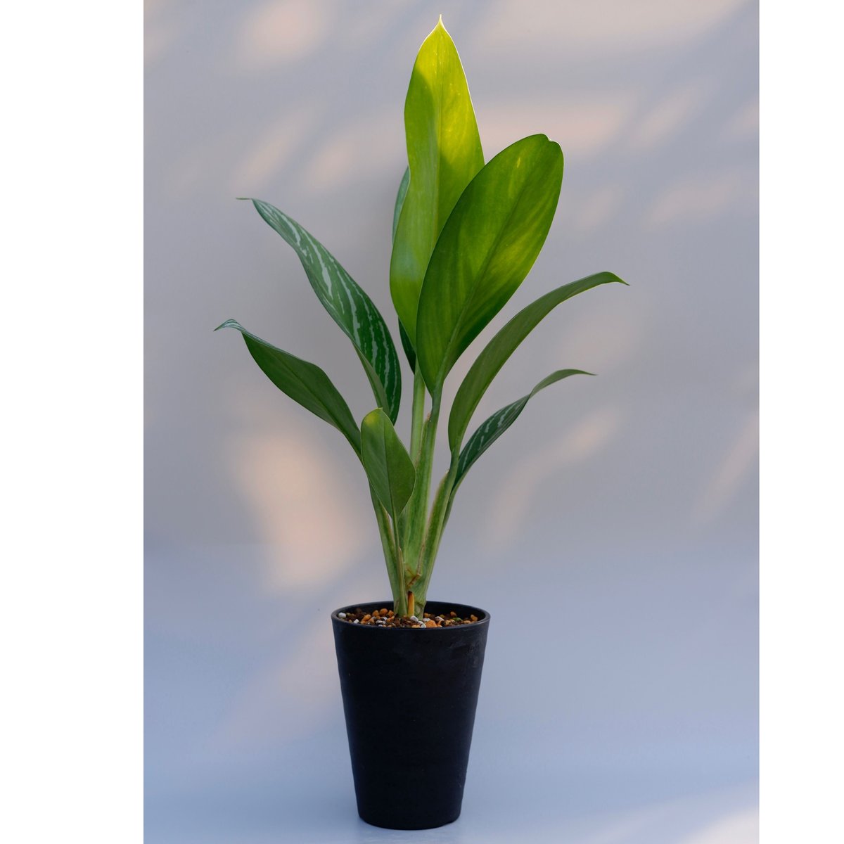 アグラオネマ リリアン Aglaonema 002 | Sunny Branch