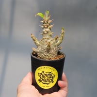 パキポディウム ウィンゾリー 実生株 033 Pachypodium windsorii |
