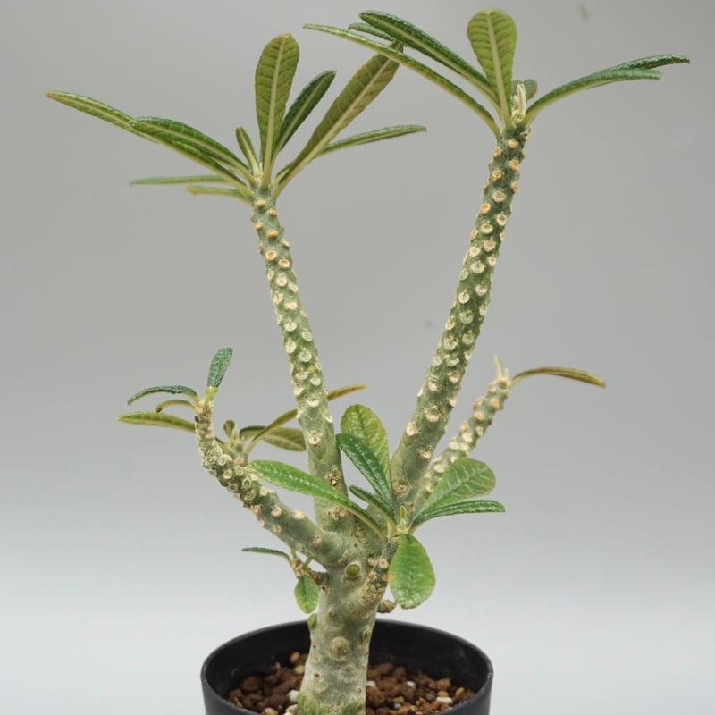 ドルステニア ギガス033 Dorstenia gigas | Sunny Branch