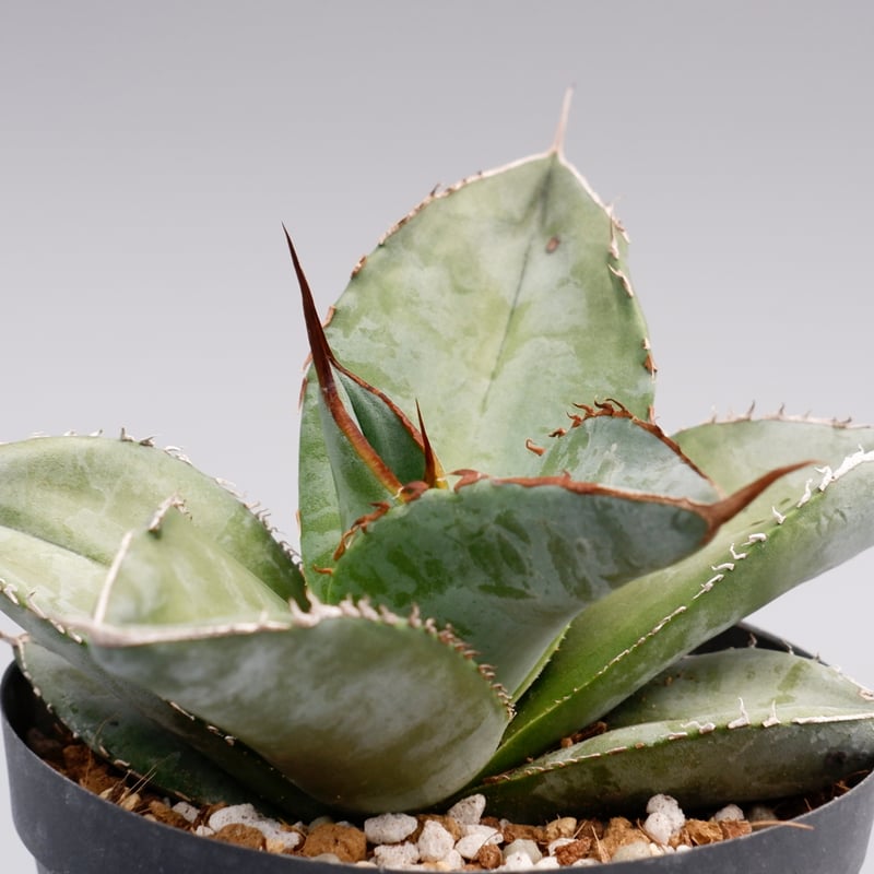 値下げ！アガベ⭐︎チタノタ　ホワイトアイス　6寸 Titanota 