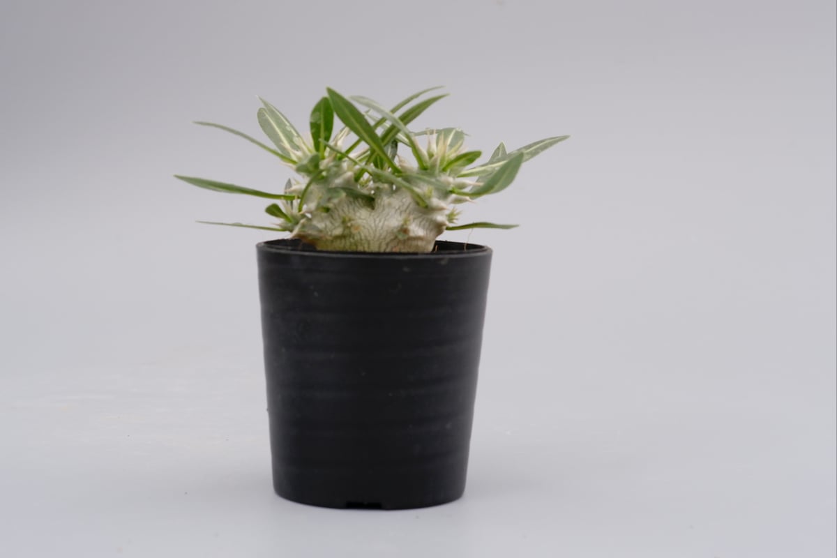 パキポディウム ロスラーツム 双頭 実生株 001 Pachypodium