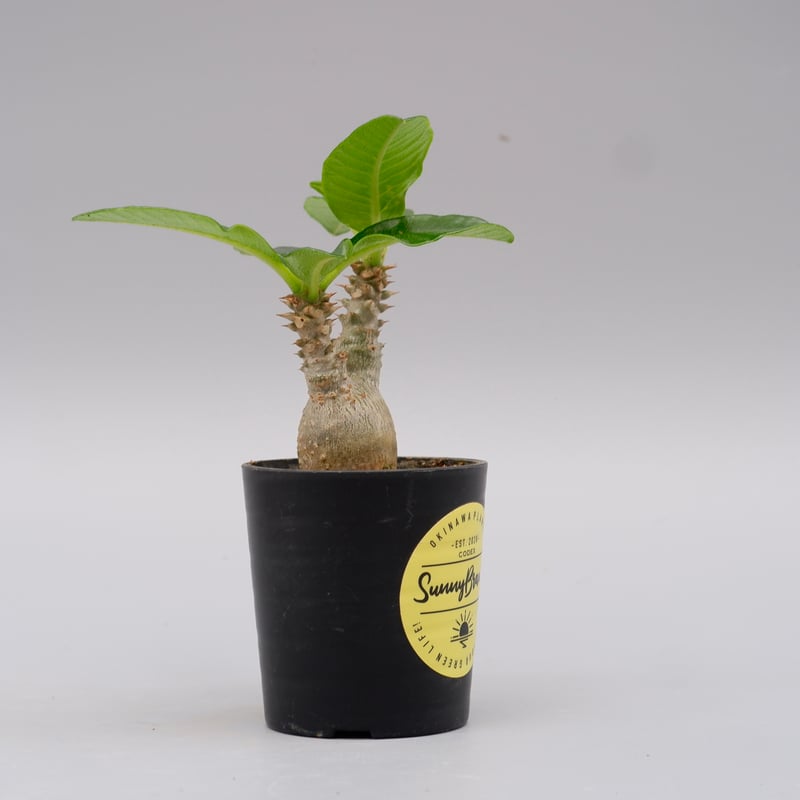 パキポディウム ウィンゾリー　＊総決済セール＊ パキポディウム ウィンゾリー 実生株 060 Pachypodium windsorii