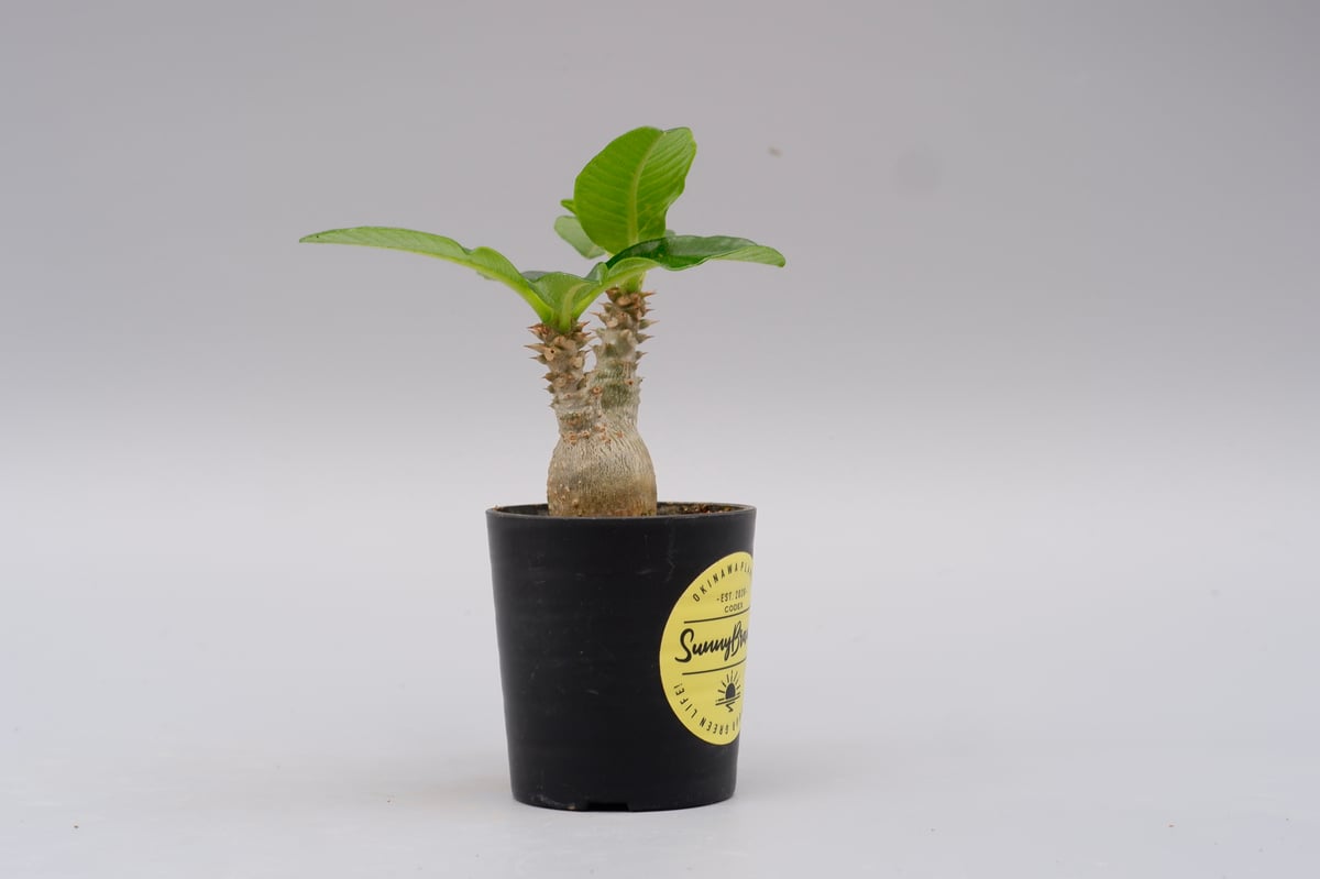 パキポディウム ウィンゾリー 実生株 019 Pachypodium windsorii |