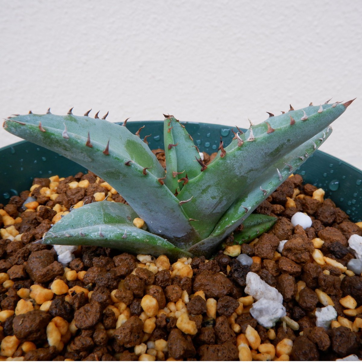 Agave titanota Blue チタノタ ブルー 実生株005 | Sunny Branch