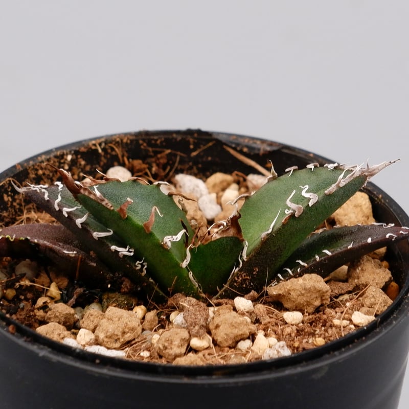 アガベ チタノタ シーザー Agave titanota caesar 072 | Sunny