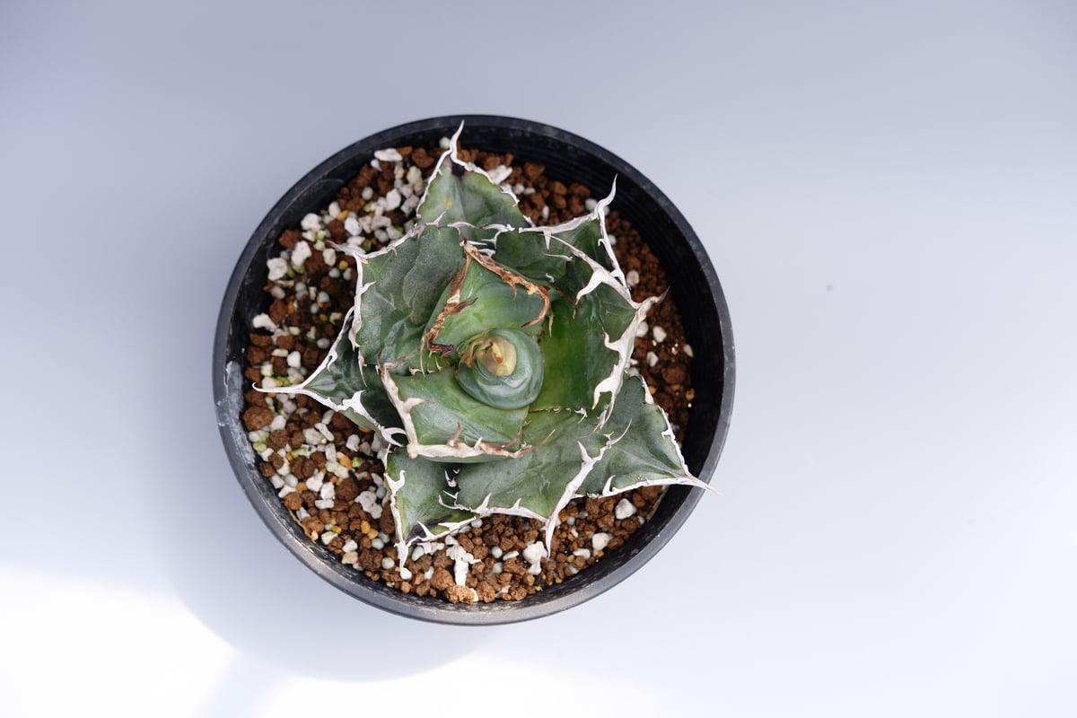 アガベ チタノタ　白鯨 アガベ チタノタ 白鯨 056 Agave titanota white whale | Su