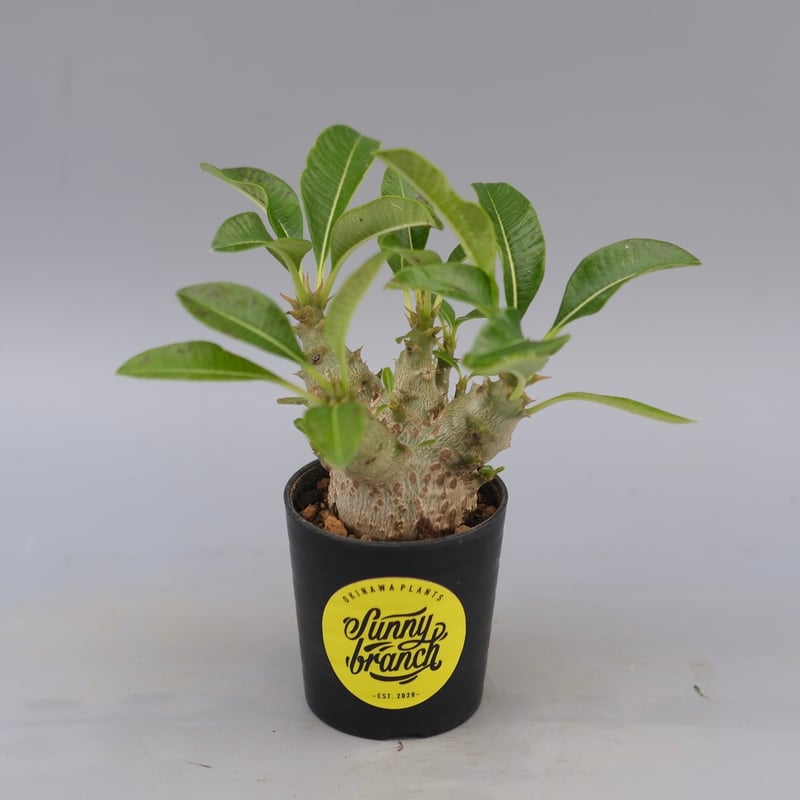 パキポディウム ウィンゾリー 実生株 088 Pachypodium windsorii |